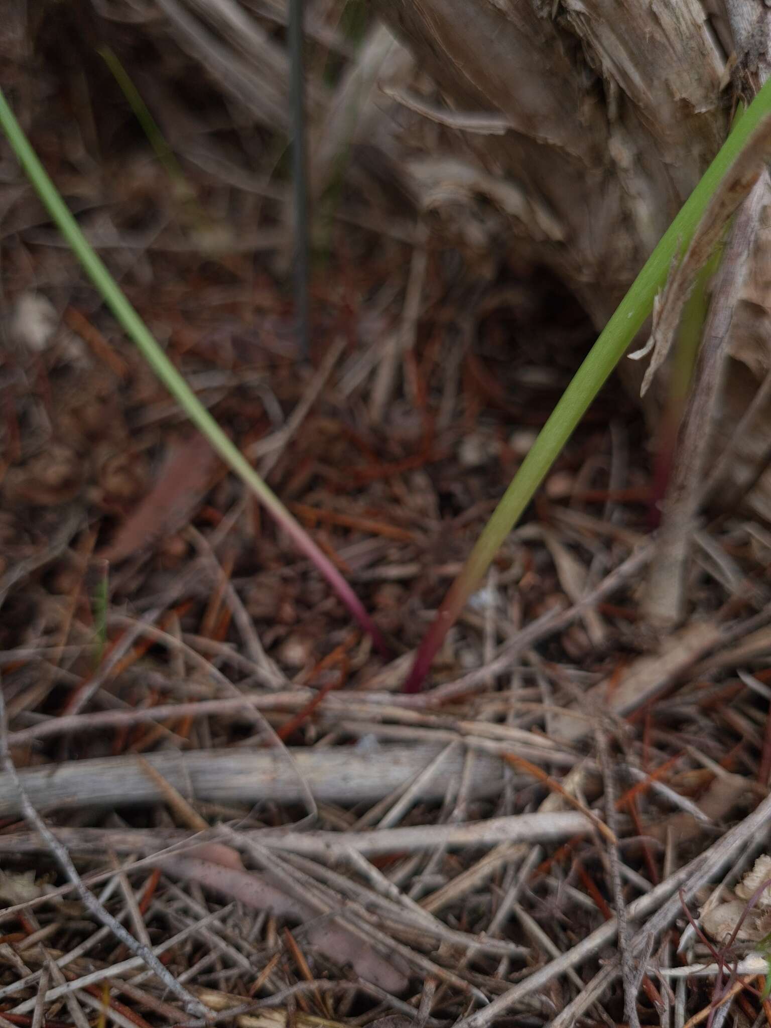 Image of Prasophyllum goldsackii J. Z. Weber & R. J. Bates