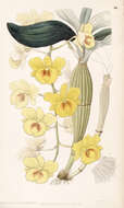 Imagem de Dendrobium chrysotoxum Lindl.