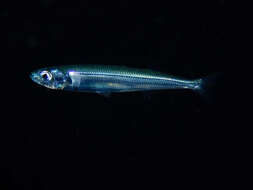 Image of Mediterranean sand smelt