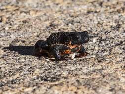 Image of Maldonada Redbelly Toad