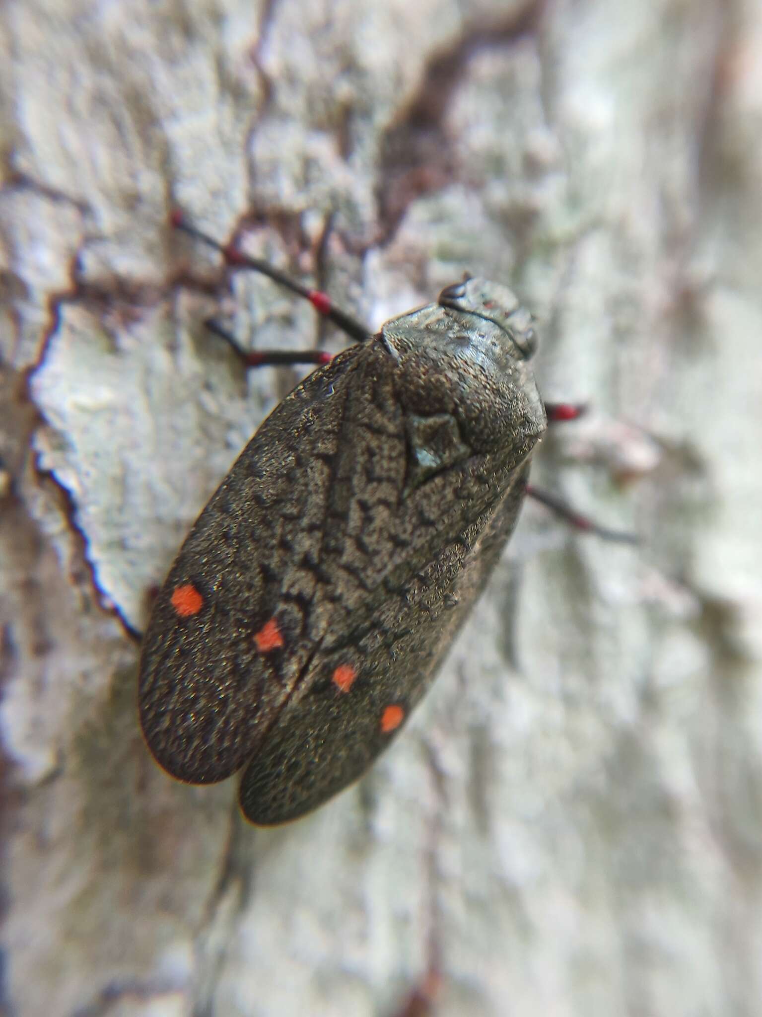 Image of Deois (Deois) spinulata Costa & Sakakibara 2002