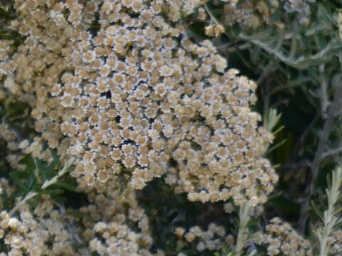 Image de Ozothamnus secundiflorus (Wakef.) A. A. Anderberg