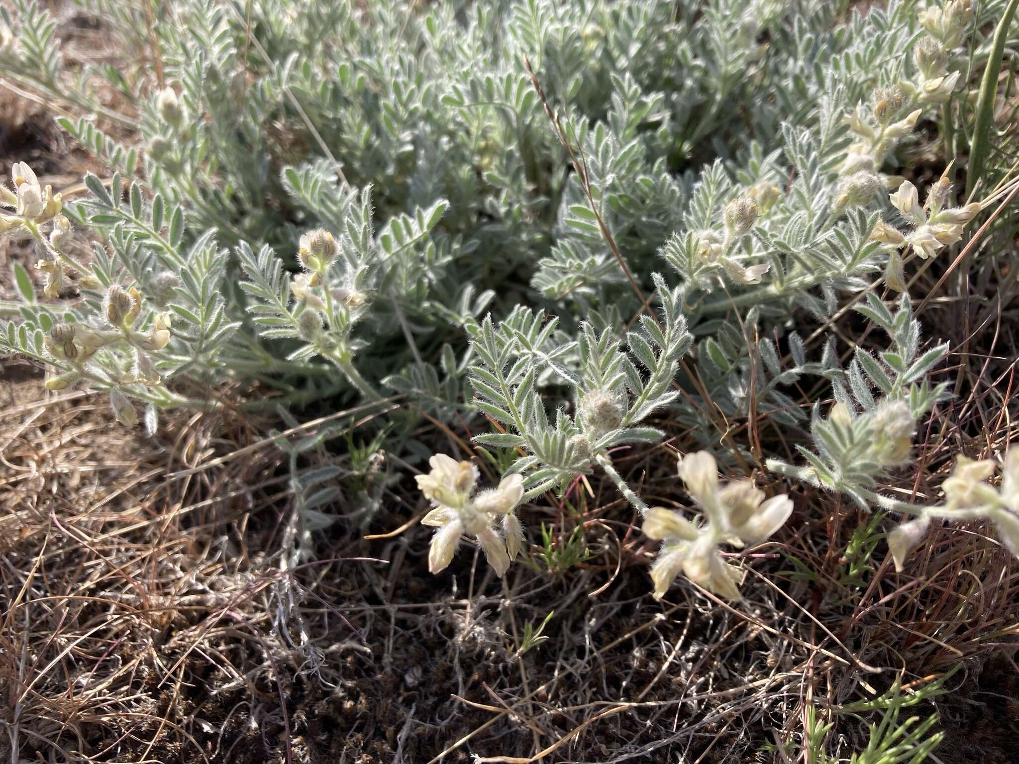 Imagem de Astragalus lyallii A. Gray