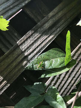 Image of Mexican Bush Katydid