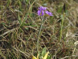 Plancia ëd Primula scandinavica Brunn.