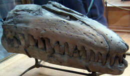 Image of Liodon