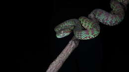 Image of Beautiful pitviper