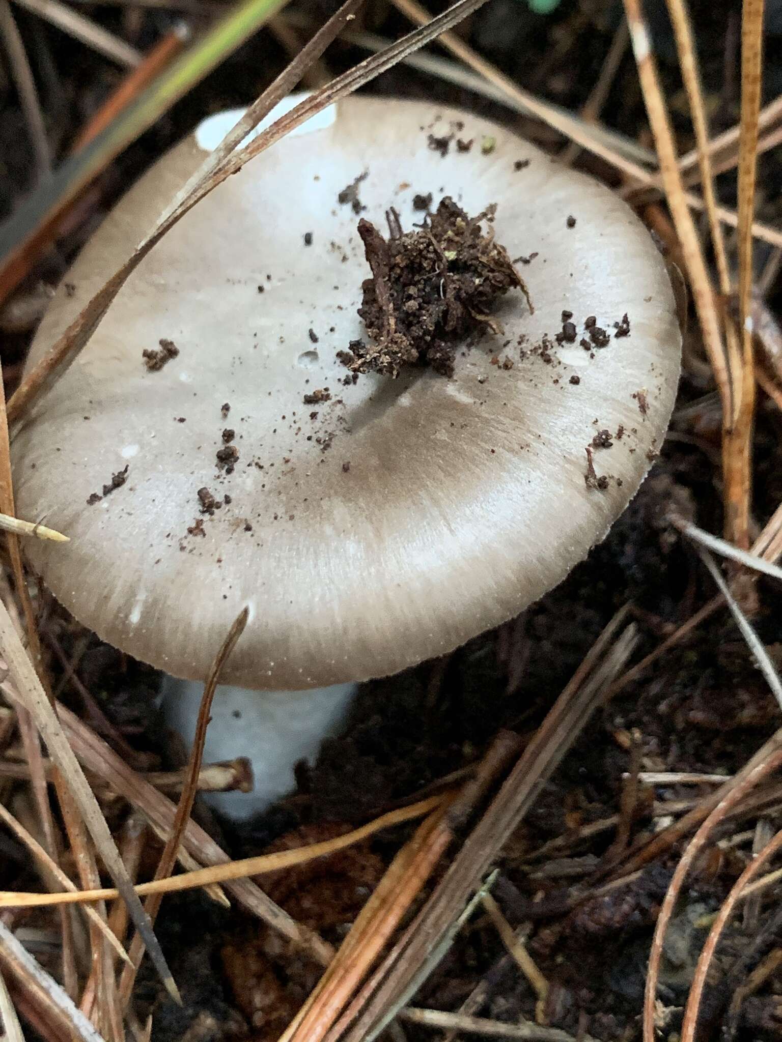 Image of Amanita marmorata Cleland & E.-J. Gilbert 1941