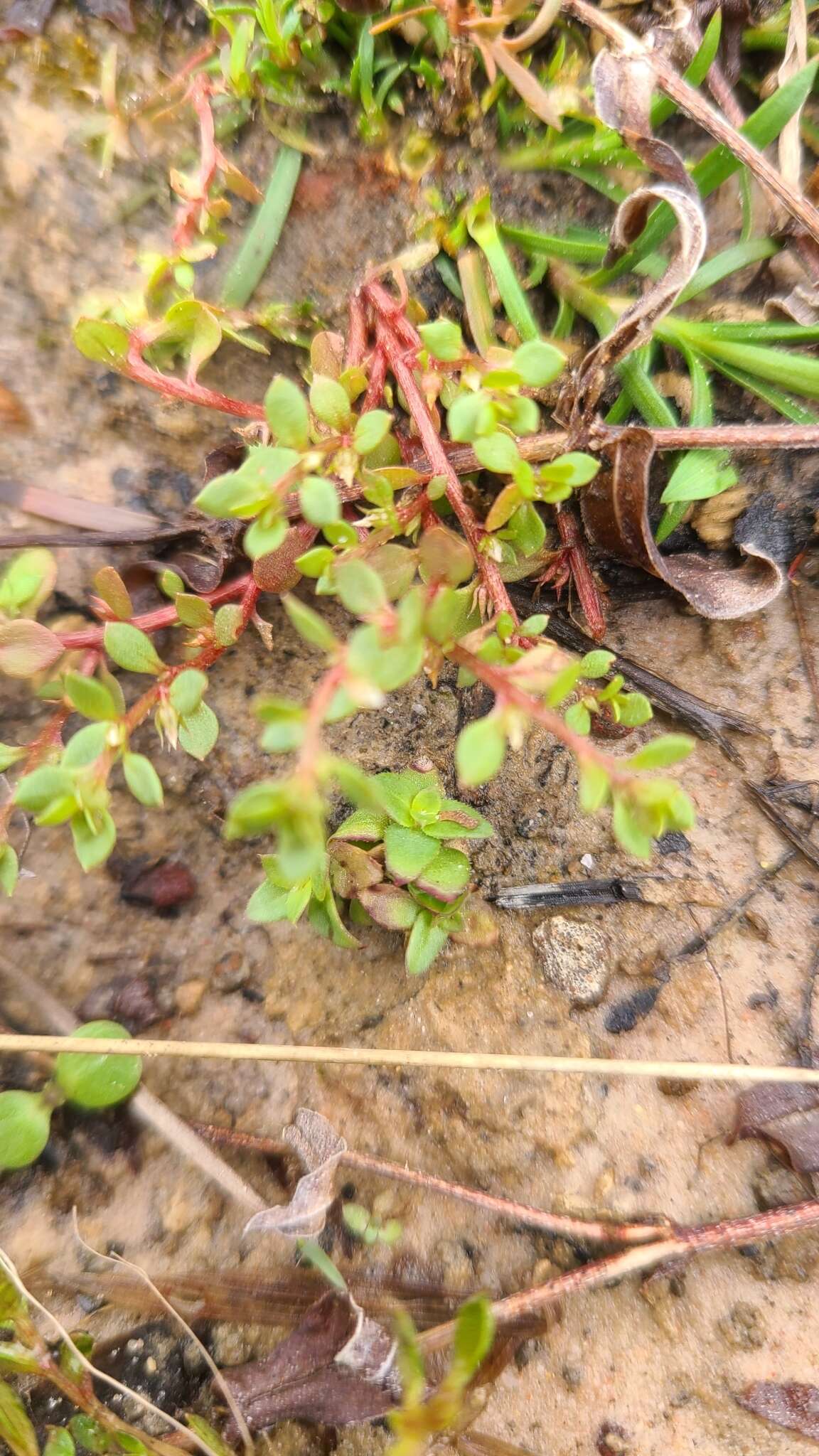 Image of Chaffweed