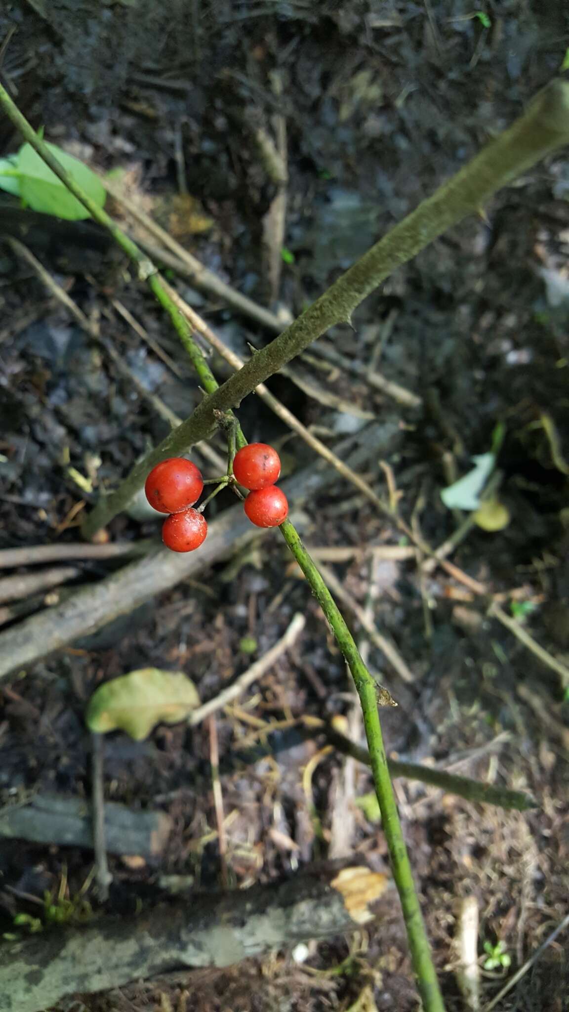 Smilax walteri Pursh resmi