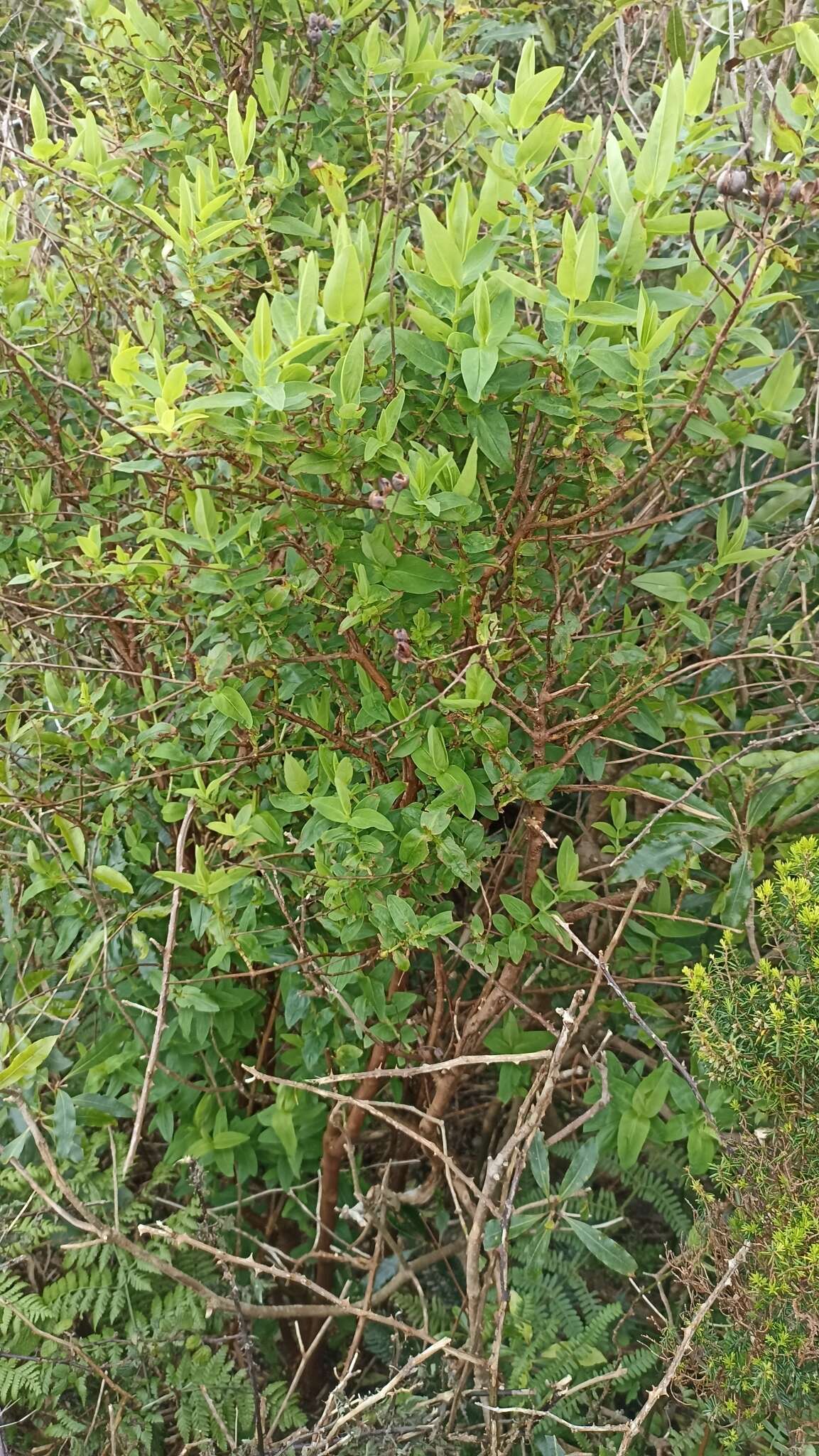 Image of Hypericum foliosum Dryand. ex Ait.