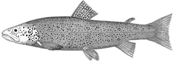 Image of Salmo dentex (Heckel 1851)