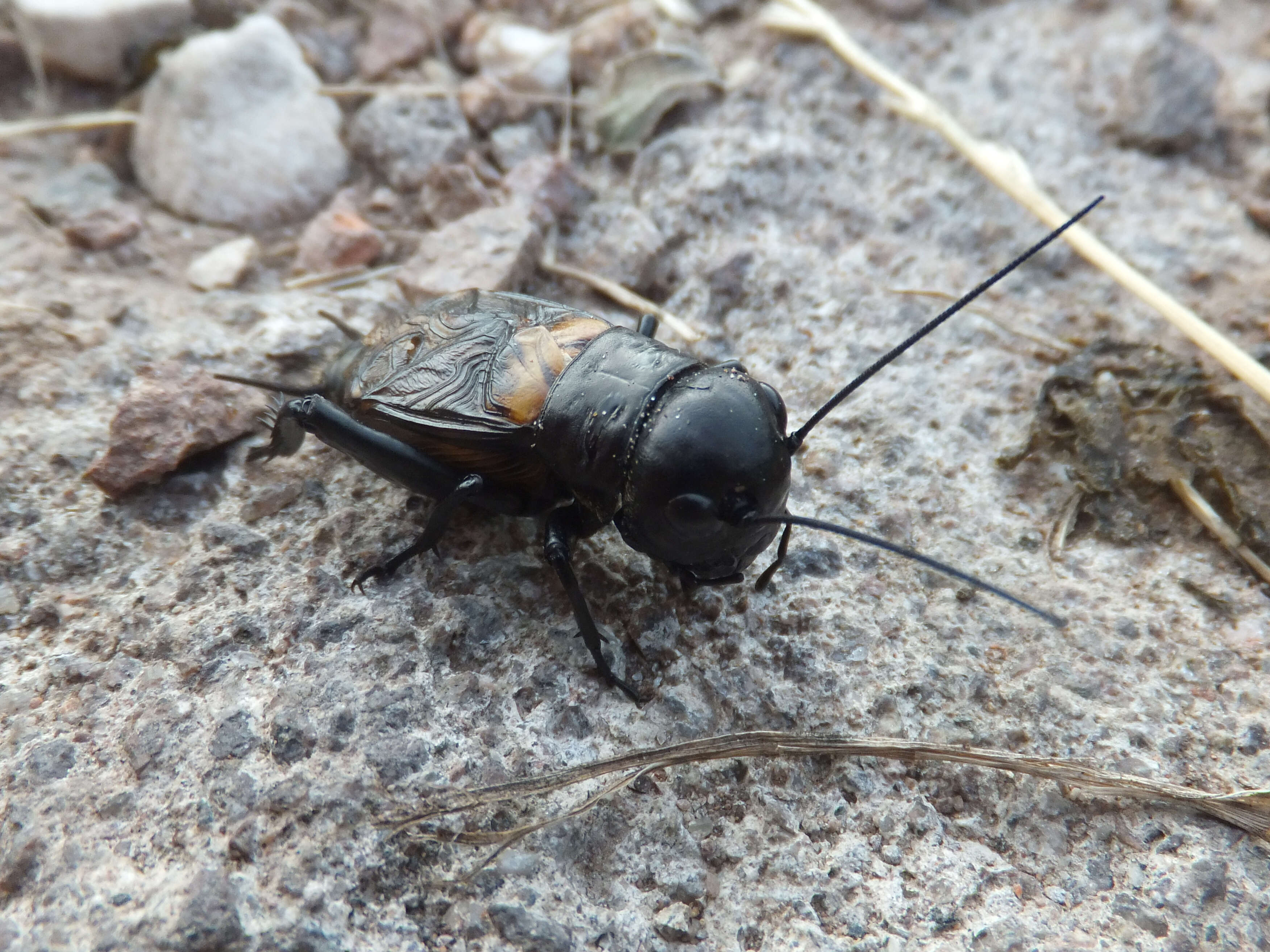 Image of Field cricket