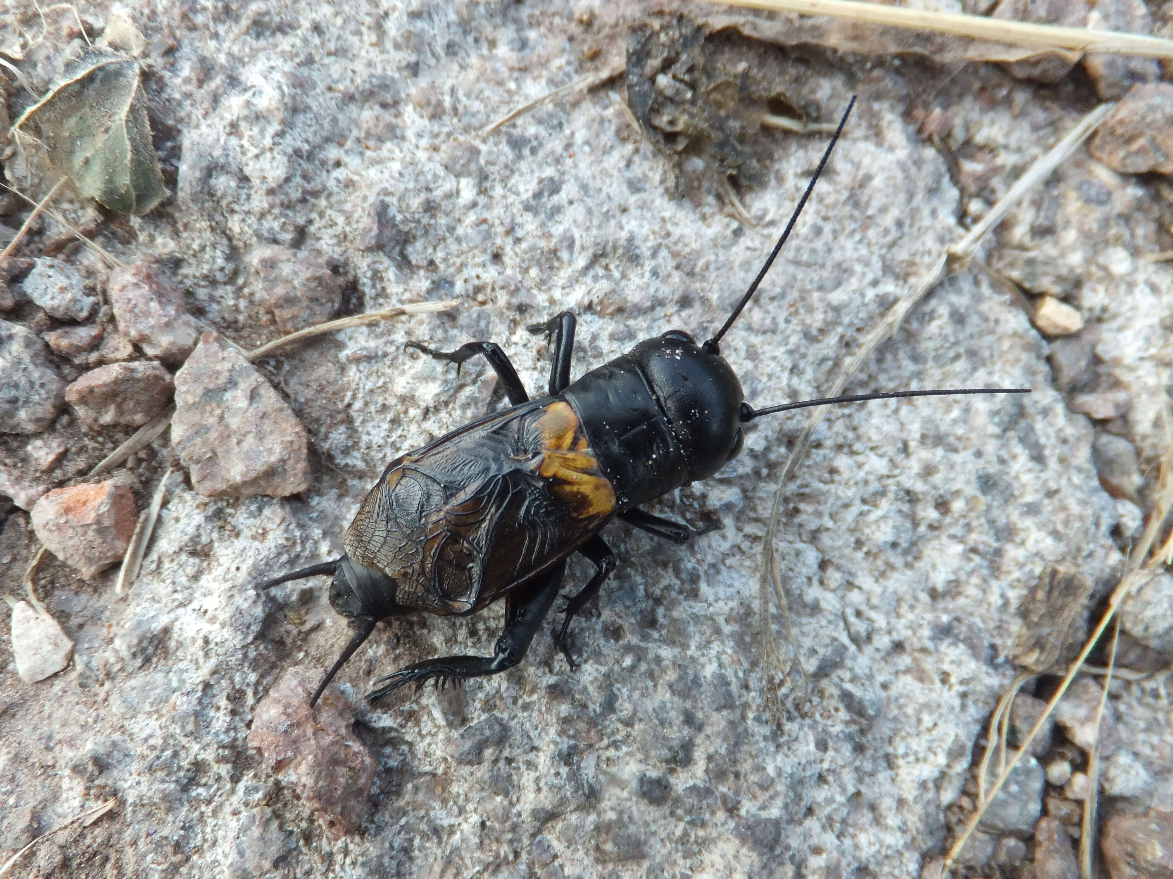 Image of Field cricket