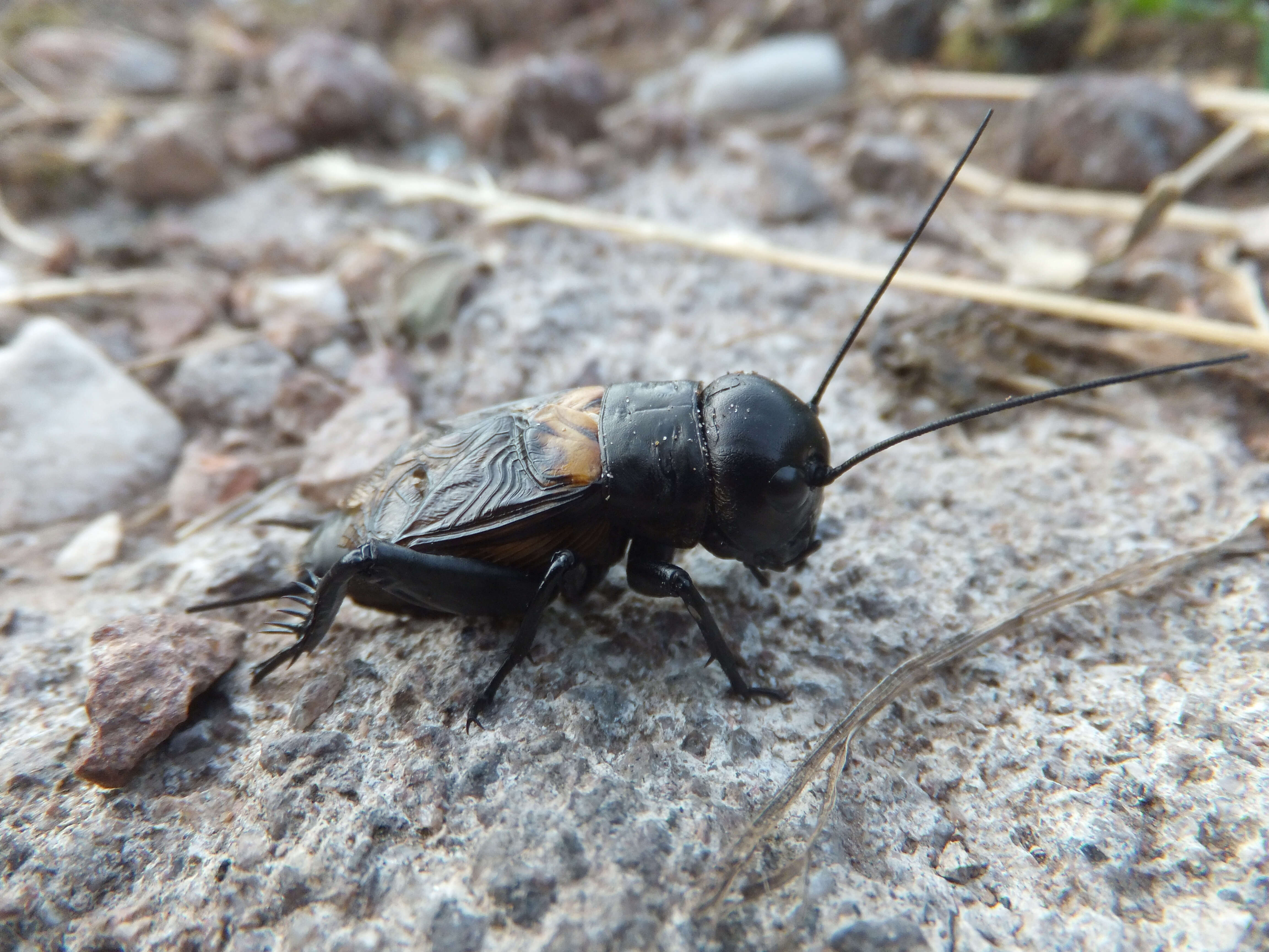 Image of Field cricket