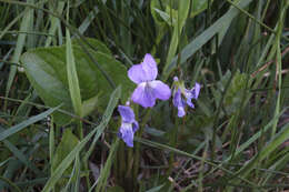 Image of northern bog violet