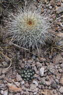 Echinocereus adustus subsp. schwarzii (A. B. Lau) N. P. Taylor的圖片