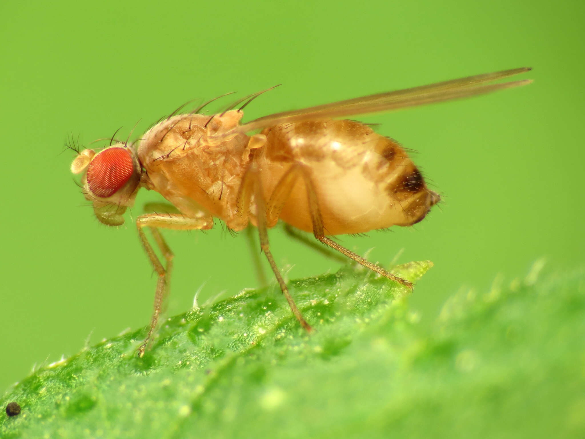 Image of Pomace fly