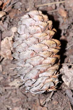 Imagem de Picea koraiensis Nakai