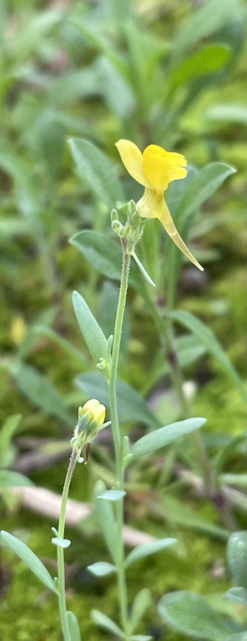 Слика од Linaria munbyana Boiss. & Reuter