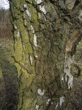 Image of Common Birch