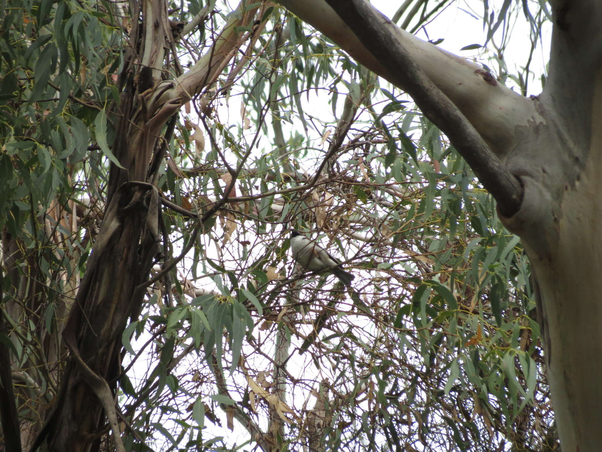 Image of Black-headed Honeyeater