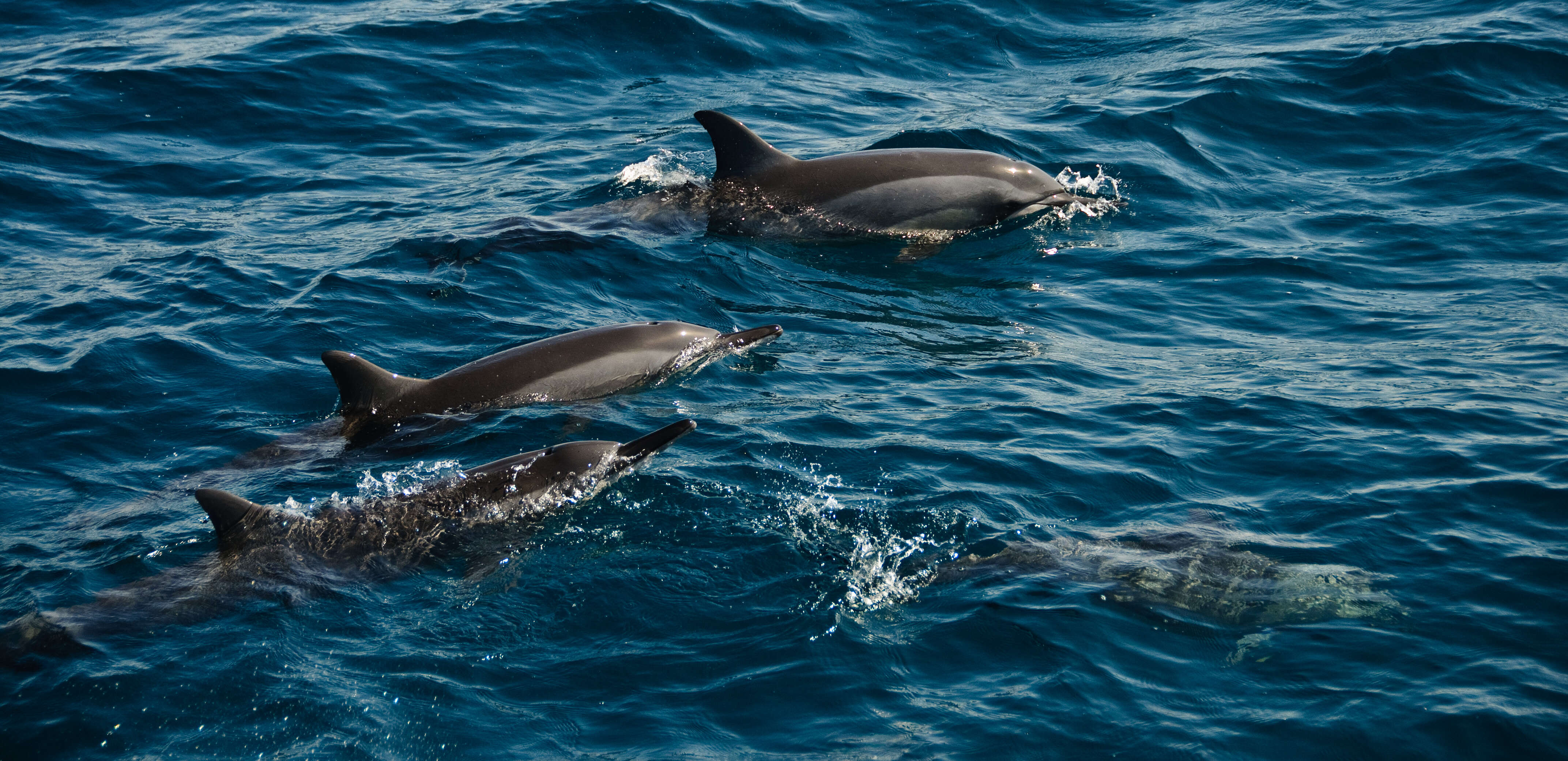 Image of Long-beaked Dolphin