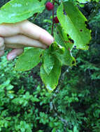 Sivun Ilex mucronata (L.) M. Powell, V. Savolainen & S. Andrews kuva