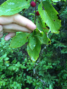 Sivun Ilex mucronata (L.) M. Powell, V. Savolainen & S. Andrews kuva