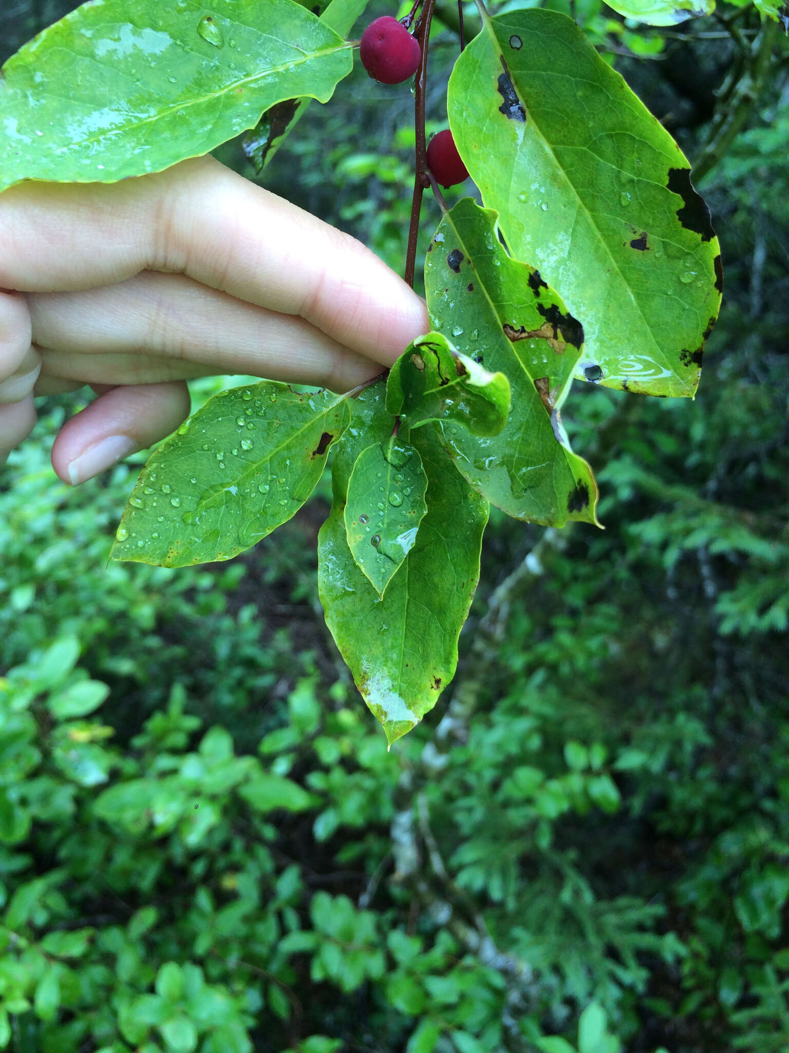 Imagem de Ilex mucronata (L.) M. Powell, V. Savolainen & S. Andrews