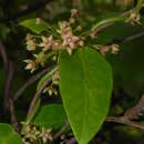 Image of Tylophora dalzellii Hook. fil.