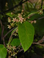 Image de Tylophora dalzellii Hook. fil.