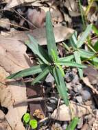 صورة Leichhardtia viridiflora (R. Br.) P. I. Forst.