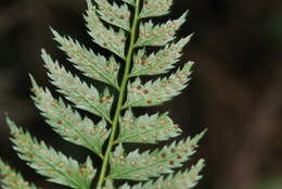 Polystichum formosanum Rosenst. resmi