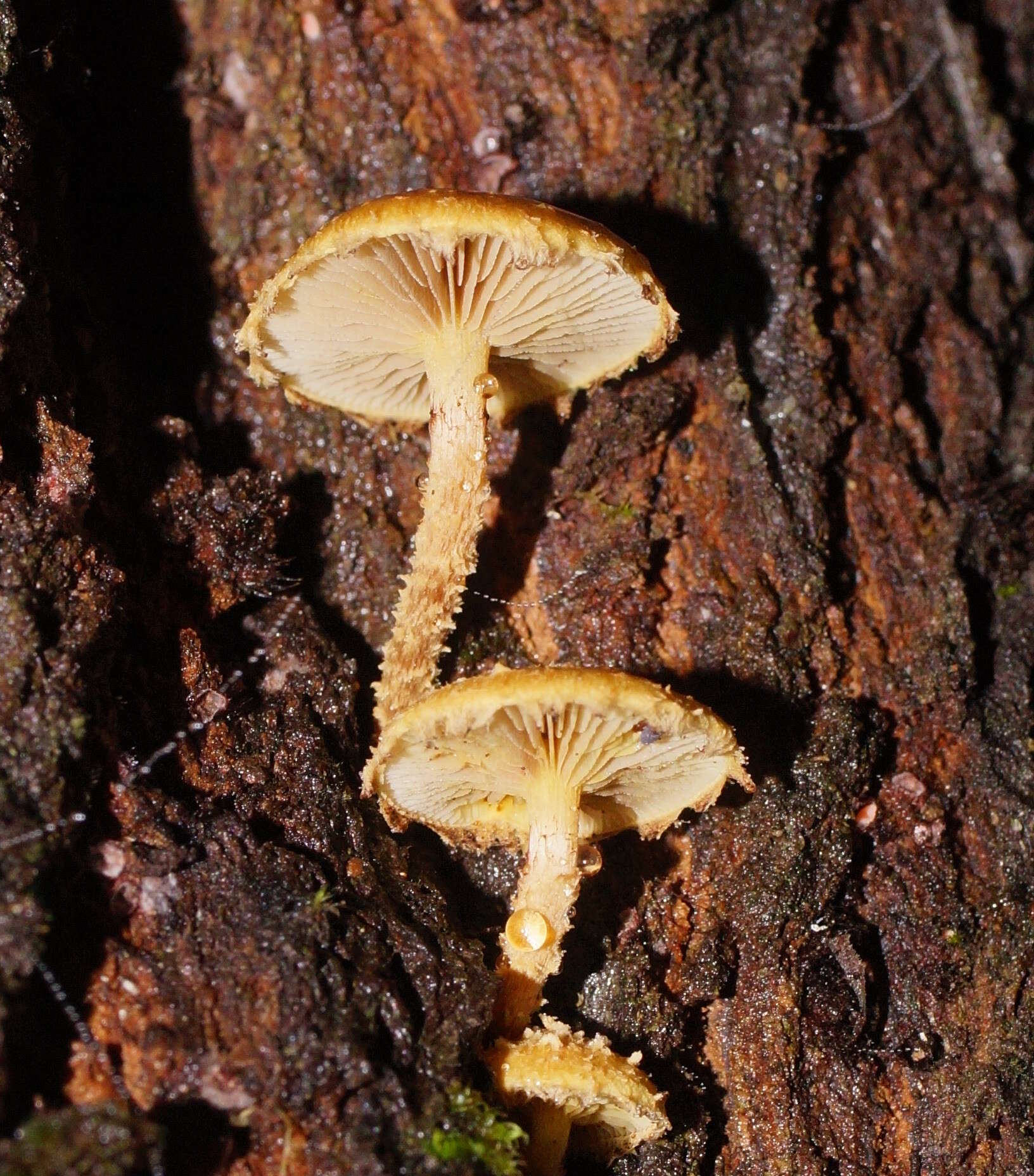 Image of Pholiota squarrosipes Cleland 1933