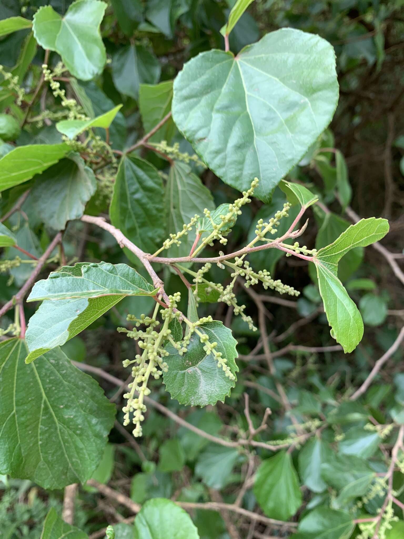 Image of Mulberry leaf