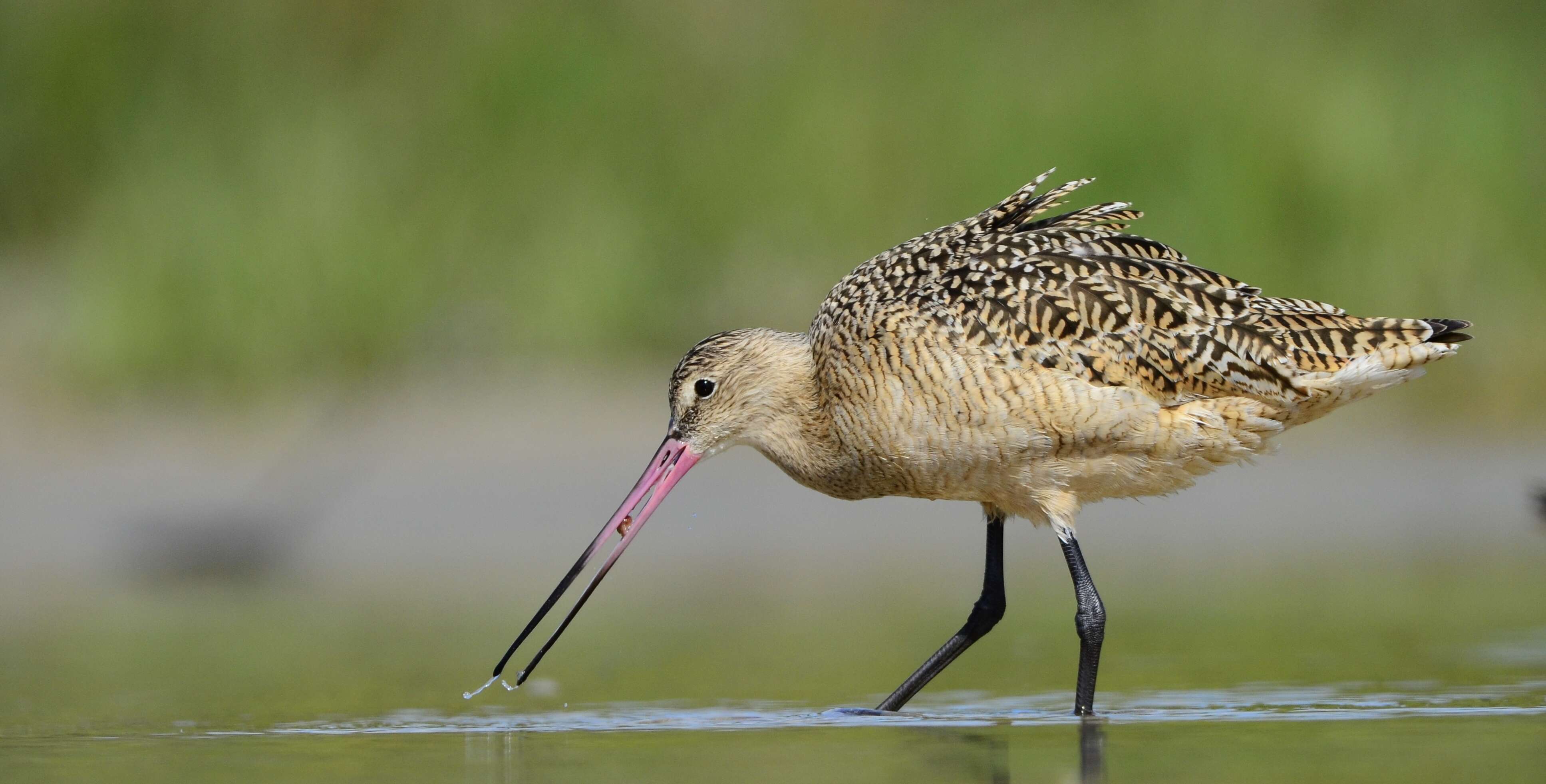 Image of Marbled Godwit