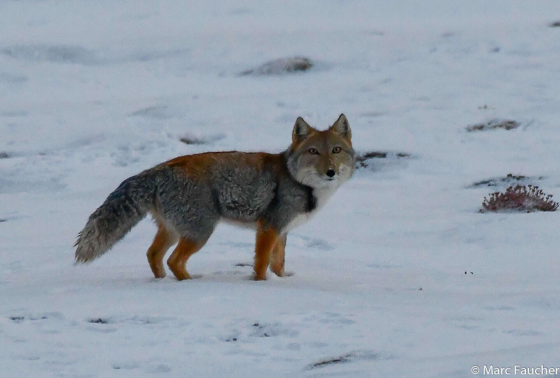 Image of Tibetan Fox