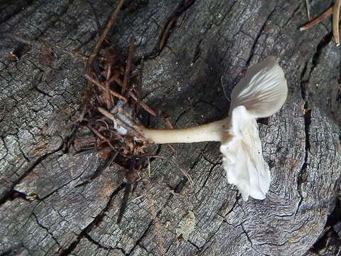 Image of Clitocybe phyllophila (Pers.) P. Kumm.