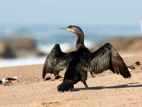 Image of Cape Cormorant