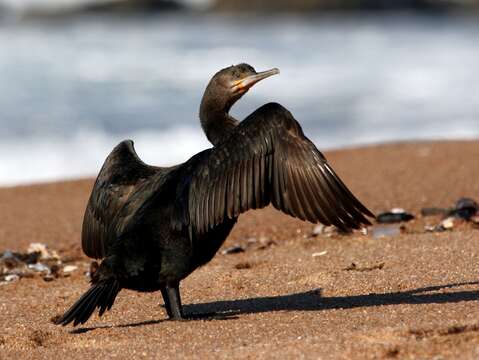 Plancia ëd Phalacrocorax capensis (Sparrman 1788)