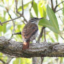 Image of Slender-billed Xenops