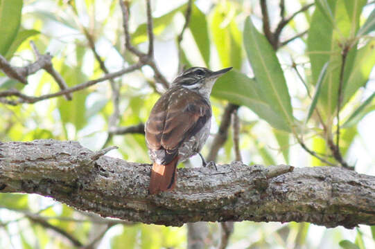 Xenops tenuirostris Pelzeln 1859 resmi