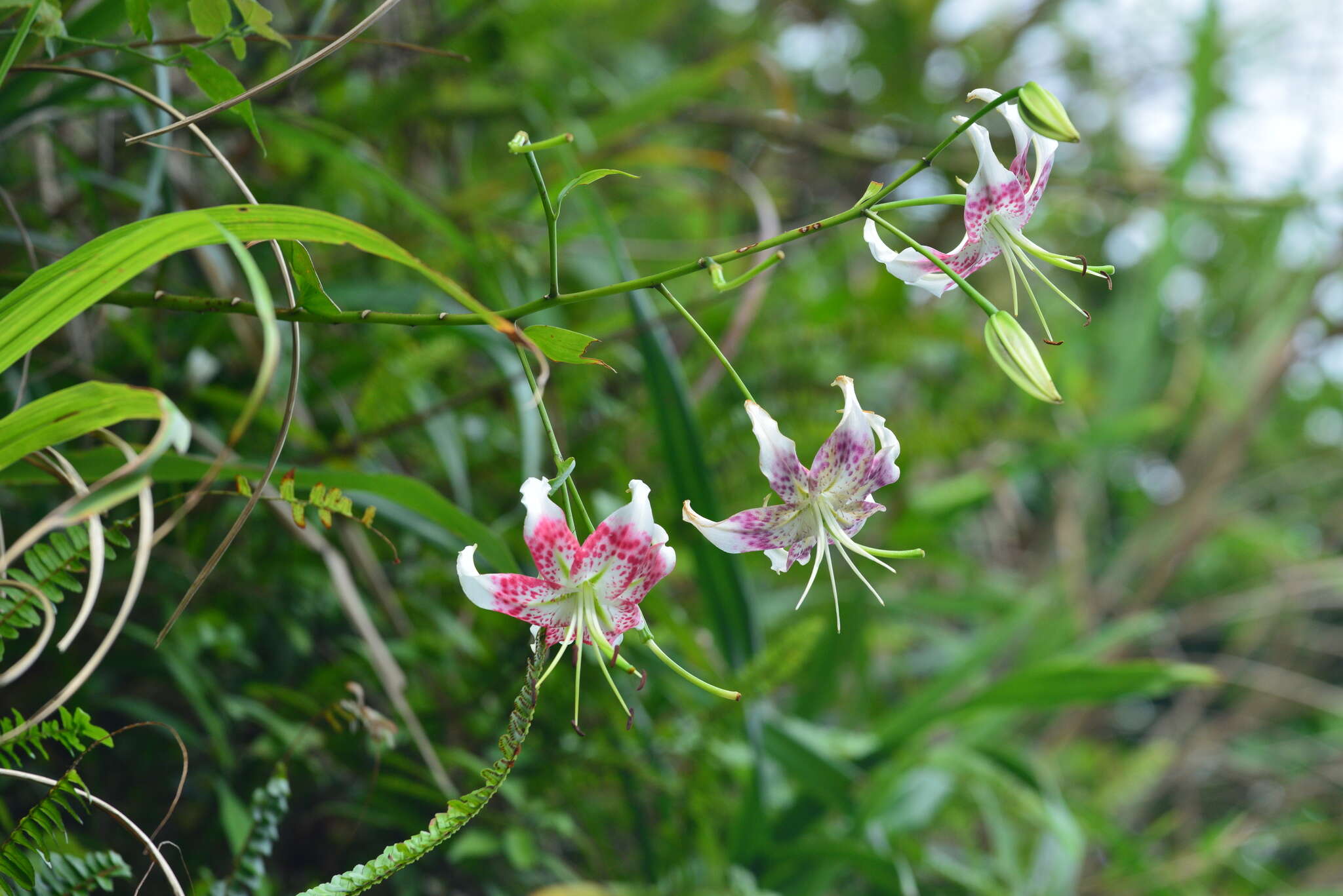 Image of Lilium speciosum Thunb.