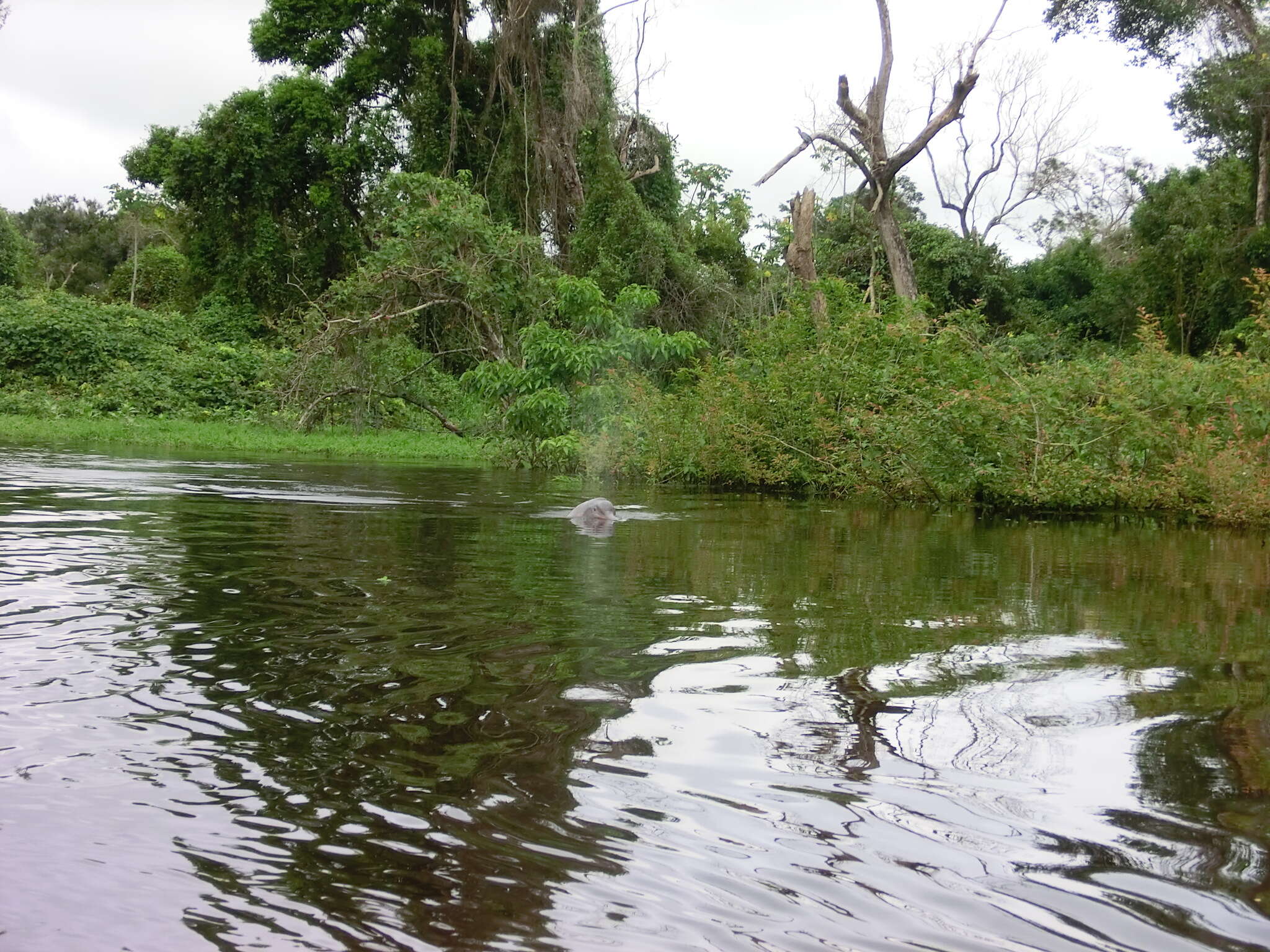 Image of Bolivian river dolphin