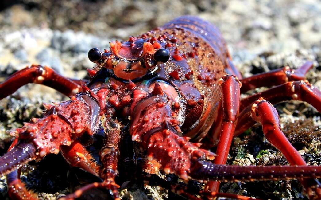 Image of Panulirus homarus rubellus Berry 1974