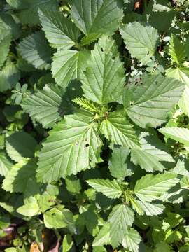 Image of threelobe false mallow