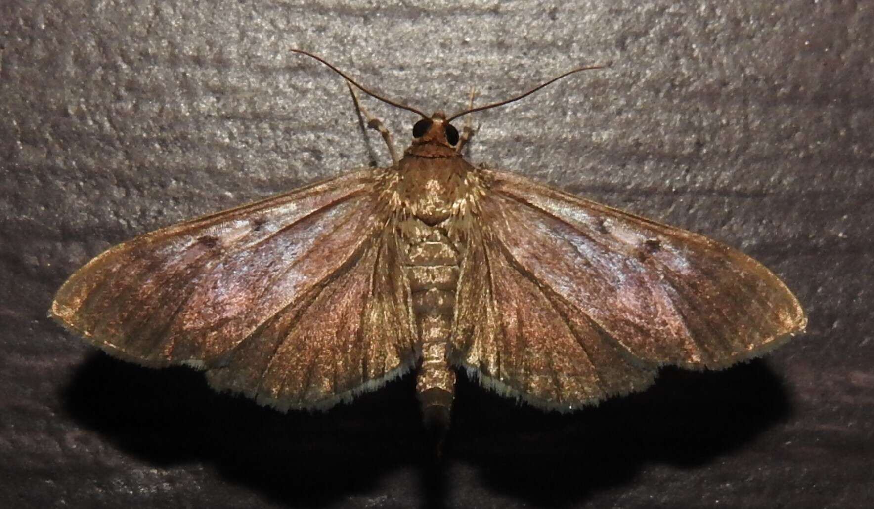 Image of Herpetogramma sphingealis Handfield & Handfield 2011