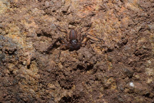 Image of Charinus neocaledonicus Simon 1895