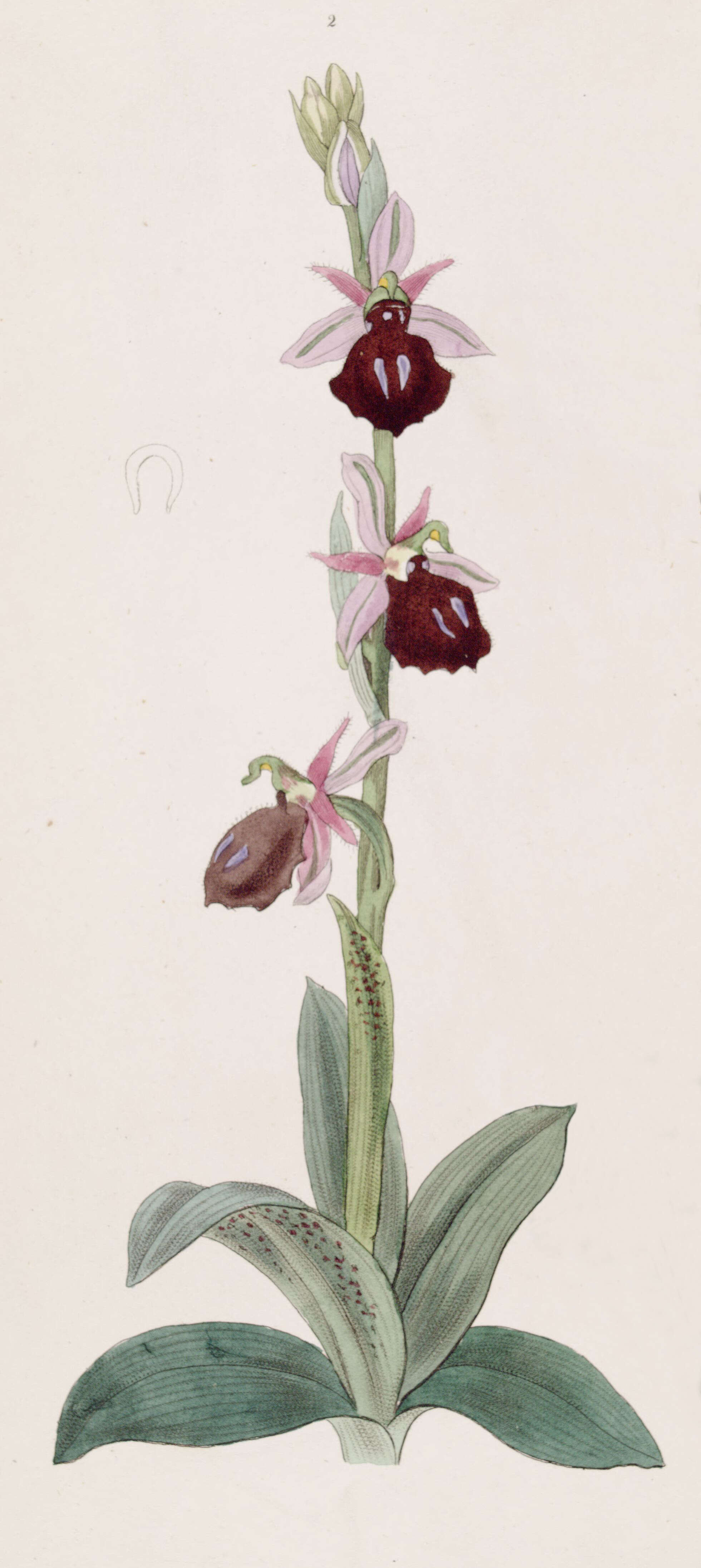 Image of Horseshoe bee-orchid